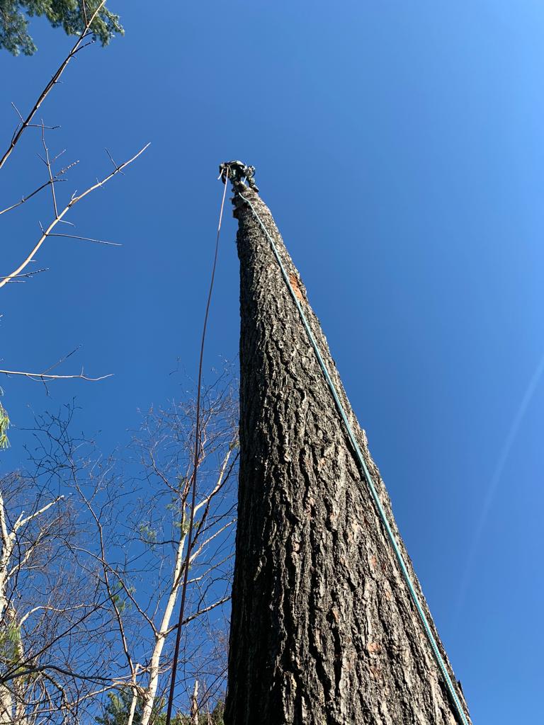 Barks Tree Service | 46 Eder Trail, Minesing, ON L9X 0G8, Canada | Phone: (705) 770-7498