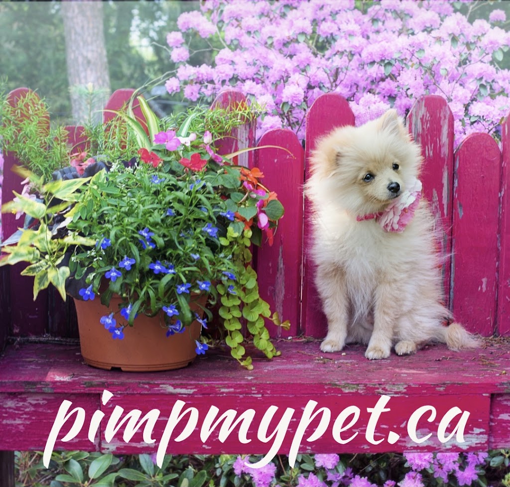 Pimp My Pet Canada | 143 Glendora Ave, North York, ON M2N 2W3, Canada | Phone: (647) 667-1807
