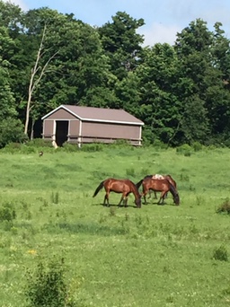 Fire Fly Stables | 1374 Concession 5 W, Branchton, ON N0B 1L0, Canada | Phone: (226) 972-3632