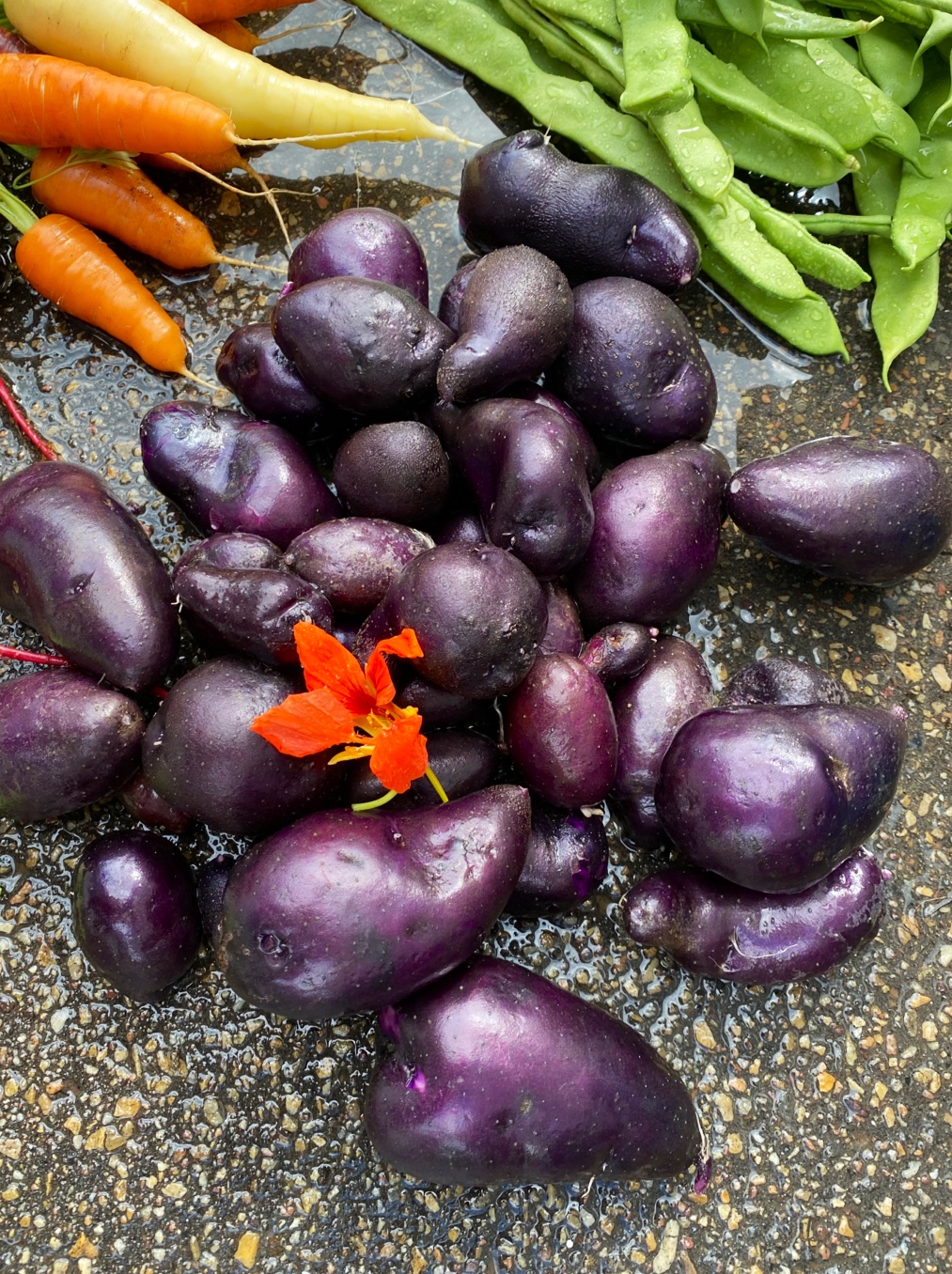 EarthApples Seed Potatoes | 4 Legend Trail, Stony Plain, AB T7Z 0B1, Canada | Phone: (780) 963-6708