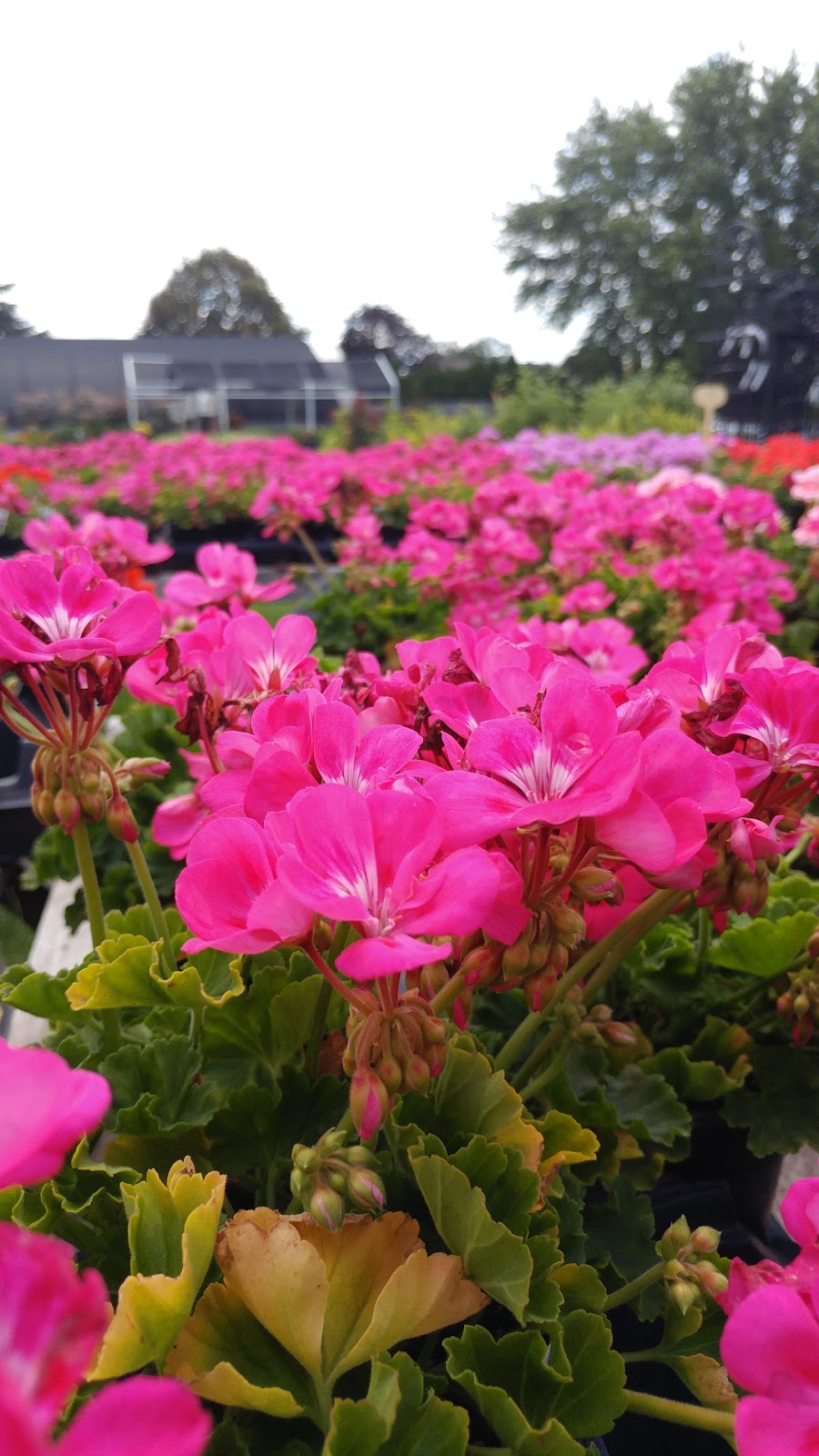 Dick & Nics Floral Pics | 4531 Hamilton Rd, Dorchester, ON N0L 1G6, Canada | Phone: (519) 268-6849