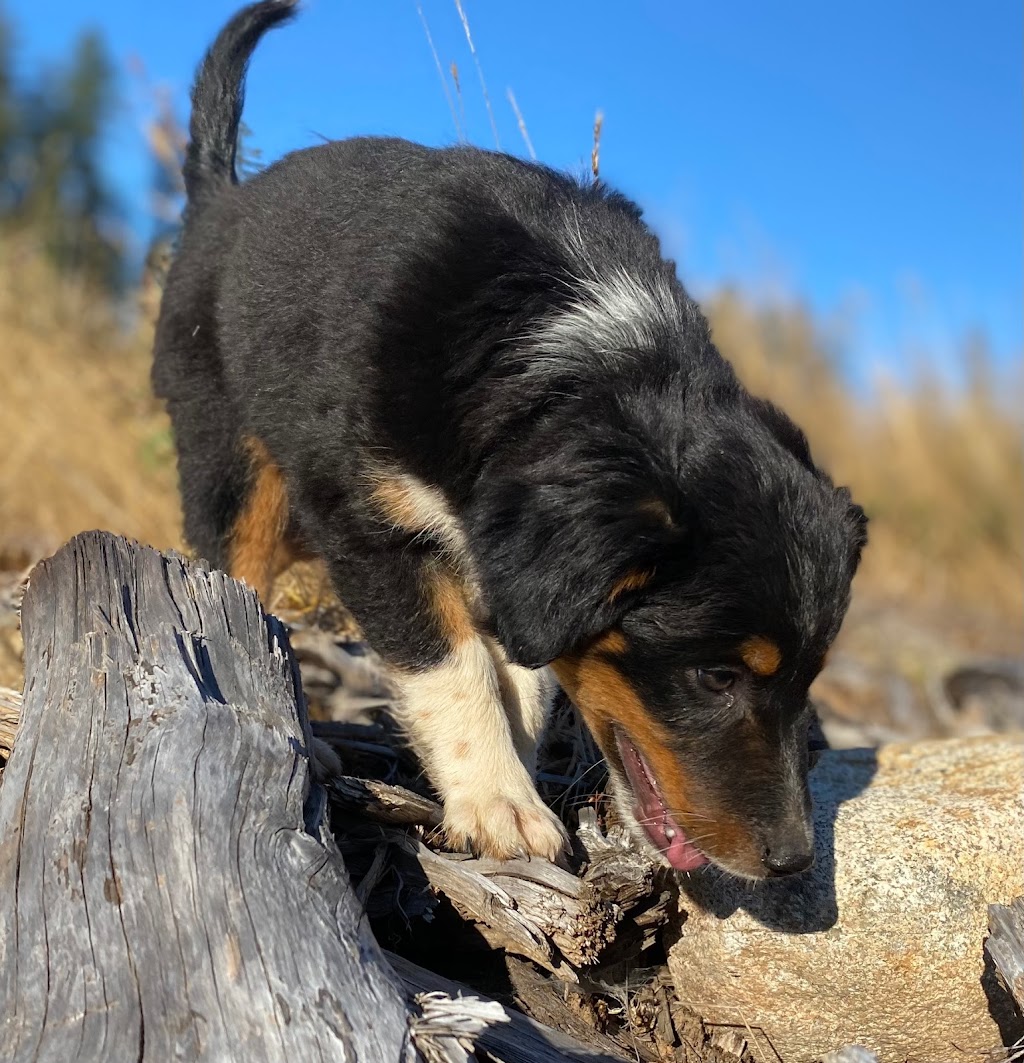 Ravine Acres Miniature Australian Shepherds | Box 258, Merville, BC V0R 2M0, Canada | Phone: (780) 387-8697