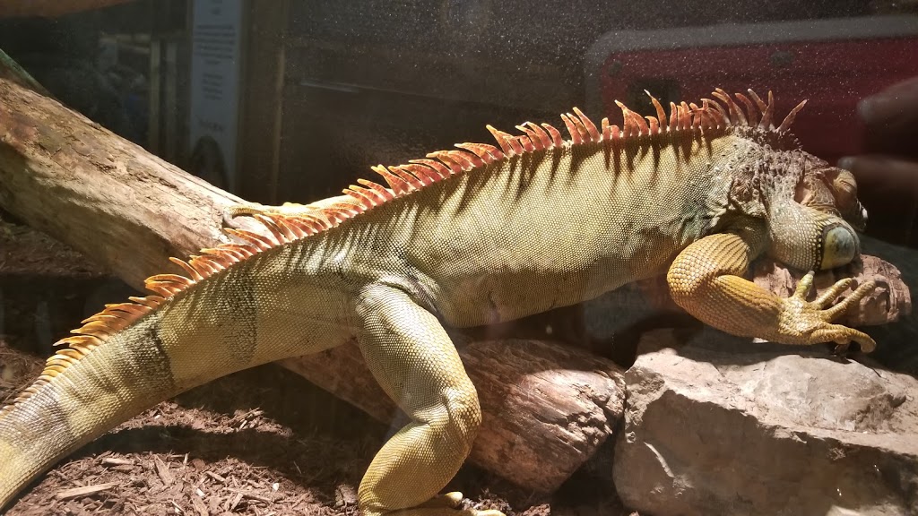 Little Rays Reptile Zoo and Nature Centre | 5305 Bank St, Gloucester, ON K1X 1H2, Canada | Phone: (613) 822-8924