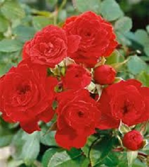 Rambling Rose Nursery | 528 Wesley Acres Rd, Bloomfield, ON K0K 1G0, Canada | Phone: (613) 393-1828