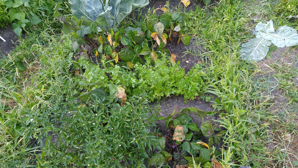 University Community Garden | Mceown Pl, Saskatoon, SK S7N 2R6, Canada