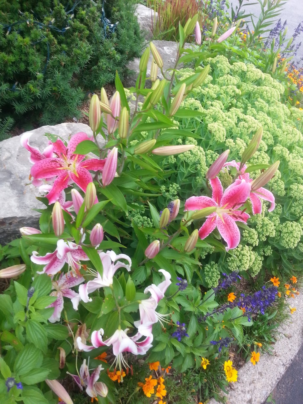 Apical Tree | 267 Grassy Rd, Omemee, ON K0L 2W0, Canada | Phone: (705) 344-4723