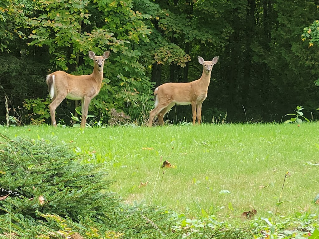 BIRCH HAVEN | 3269 Musclow Greenview Rd, Bancroft, ON K0L 1C0, Canada | Phone: (905) 925-3269