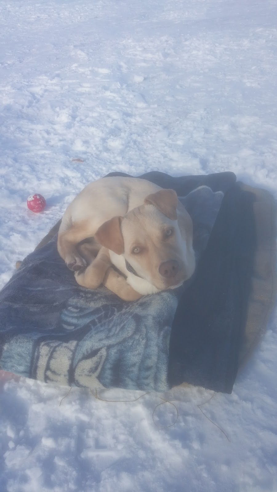Eagle Lake Boarding Kennel | 233064 Range Rd 245, Strathmore, AB T1P 1K5, Canada | Phone: (403) 801-9472