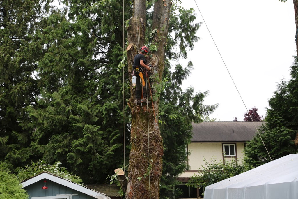 Fields Tree Service Inc. | 34351 Harris Rd, Abbotsford, BC V3G 1R8, Canada | Phone: (778) 838-9720