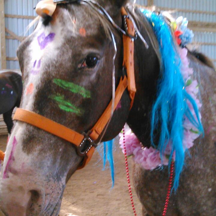 BNR Stables | 2250 Balfour St, Fenwick, ON L0S 1C0, Canada | Phone: (905) 892-7433