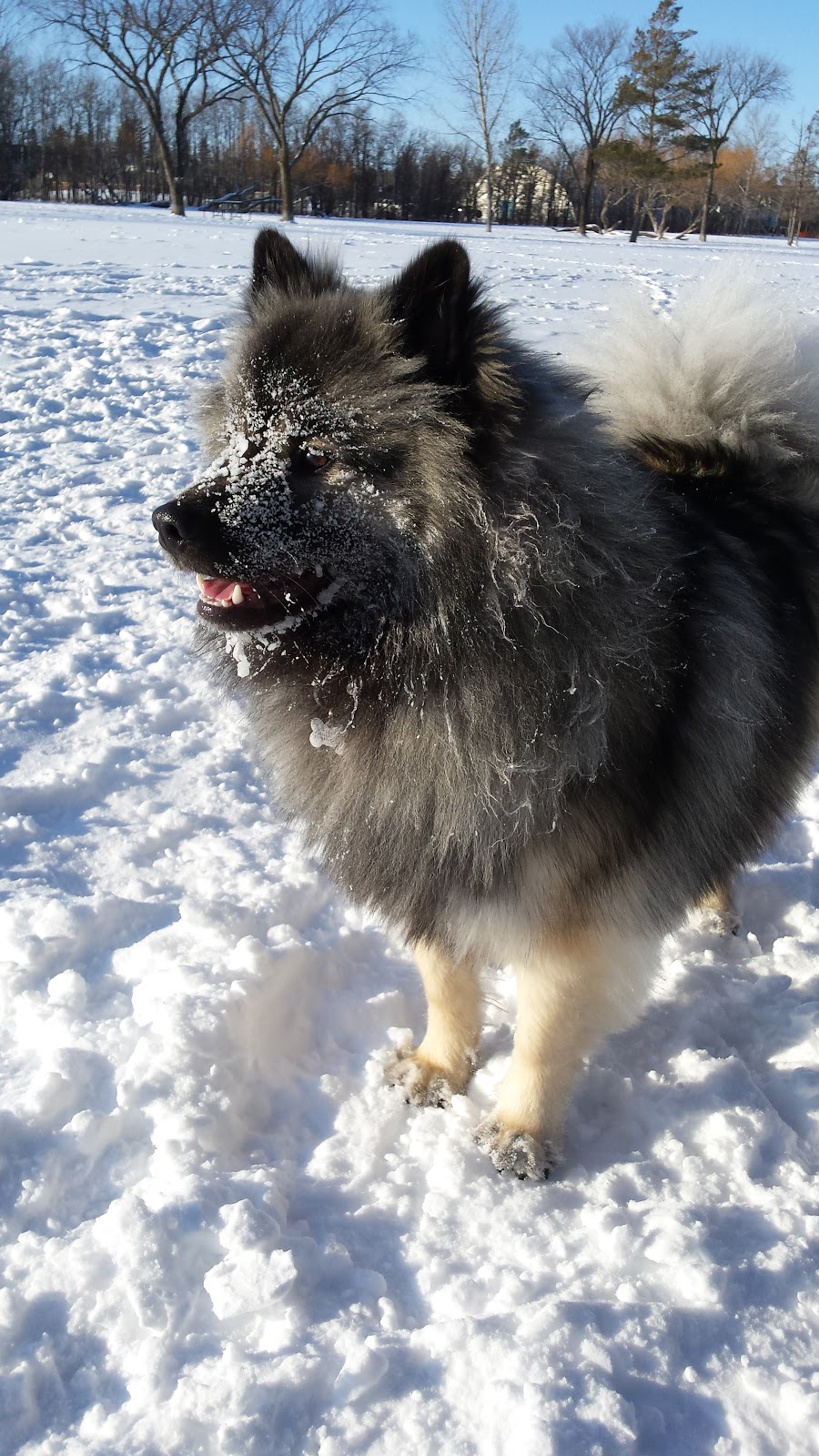Charleswood Off Leash Dog Park | 3890 Haney St, Winnipeg, MB R3R, Canada