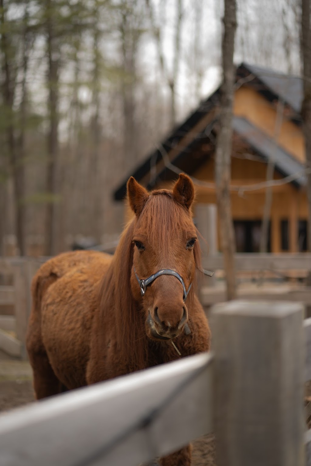 Domaine la belle et la bête | 1015 Côte St Ambroise, Saint-Lin - Laurentides, QC J5M 1H2, Canada | Phone: (514) 882-9303