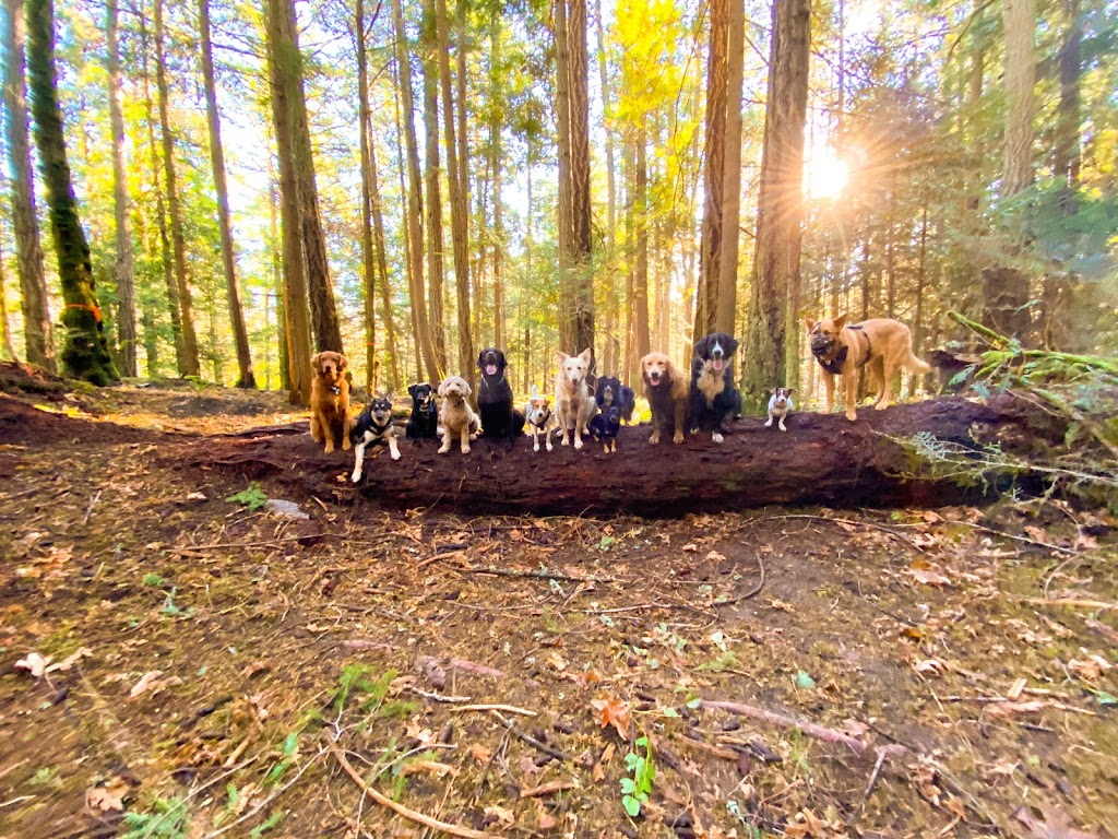 Van Island Pups | Dog Walking | Victoria, BC | 6440 W Saanich Rd, Saanichton, BC V8M 1W8, Canada | Phone: (778) 700-7782