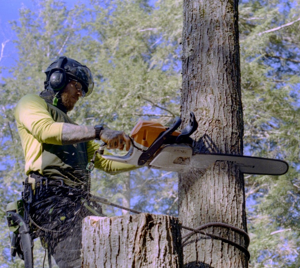Canopy Tree Care | 46 James St, Seaforth, ON N0K 1W0, Canada | Phone: (519) 614-2719