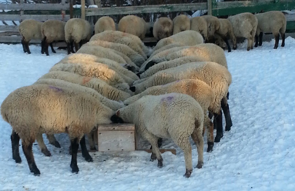 Anderson Family Sheep Ranch | 265041 Range Rd 274, ROCKY VIEW COUNTY, AB T4A 3J6, Canada | Phone: (403) 585-4887