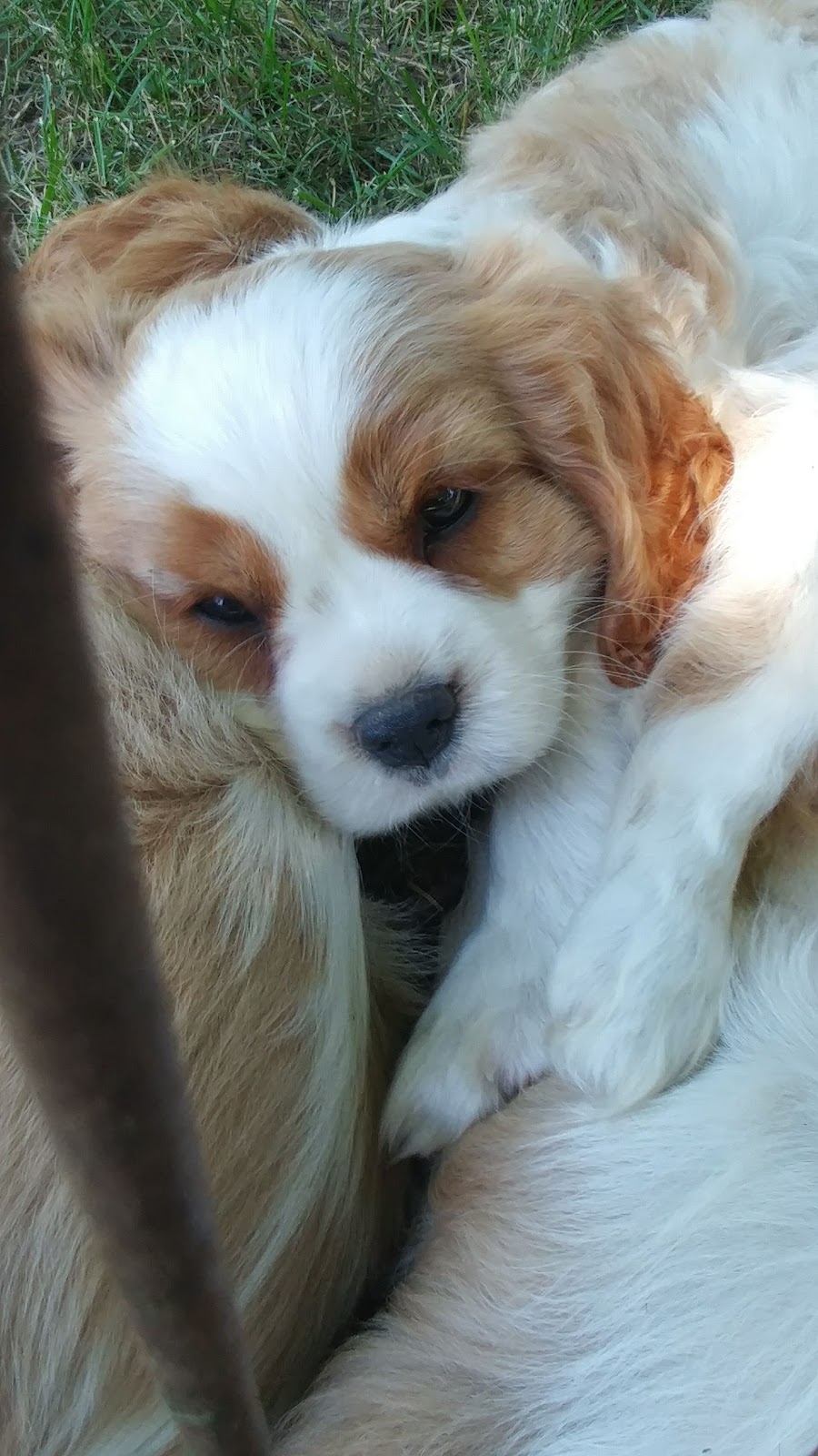 Chrys-haefen Kennels | 93 Bishopsgate Rd, Scotland, ON N0E 1R0, Canada | Phone: (519) 446-2589