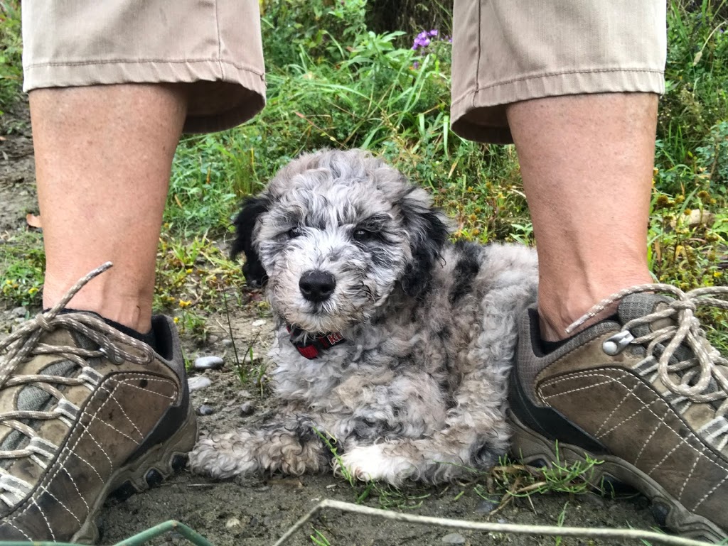 The Ontario Dog Trainer | 814 Lifford Rd, Bethany, ON L0A 1A0, Canada | Phone: (705) 277-1503