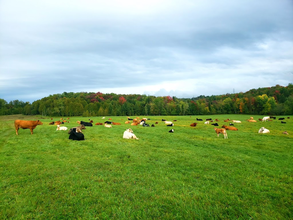 Bownick Farm | 145 Chem. Flanders, Waterville, QC J0B 3H0, Canada | Phone: (819) 837-0573