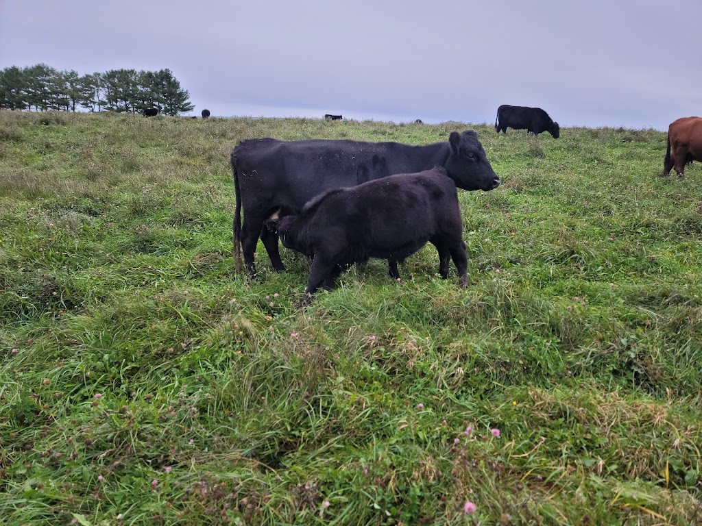 Angus Arabian Devon East | 205 Austin Rd, Mill Cove, NB E4C 3C1, Canada | Phone: (506) 488-2181