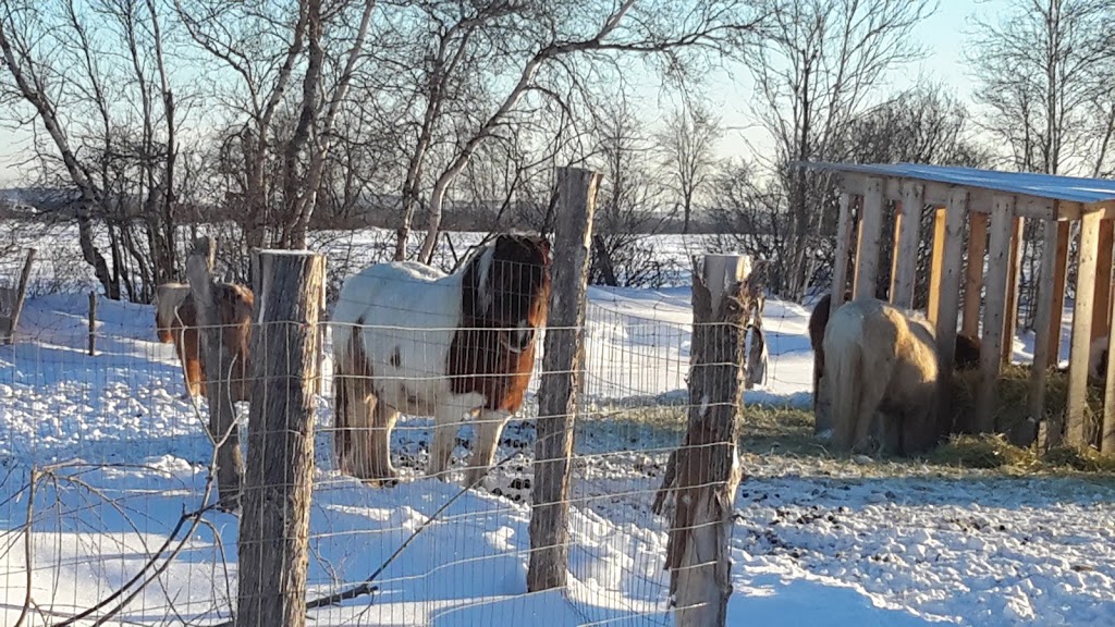 Elevage de chevaux miniatures / LMlesMinis | 1100 Chemin Dion, Sherbrooke, QC J1R 0R8, Canada | Phone: (819) 822-4507