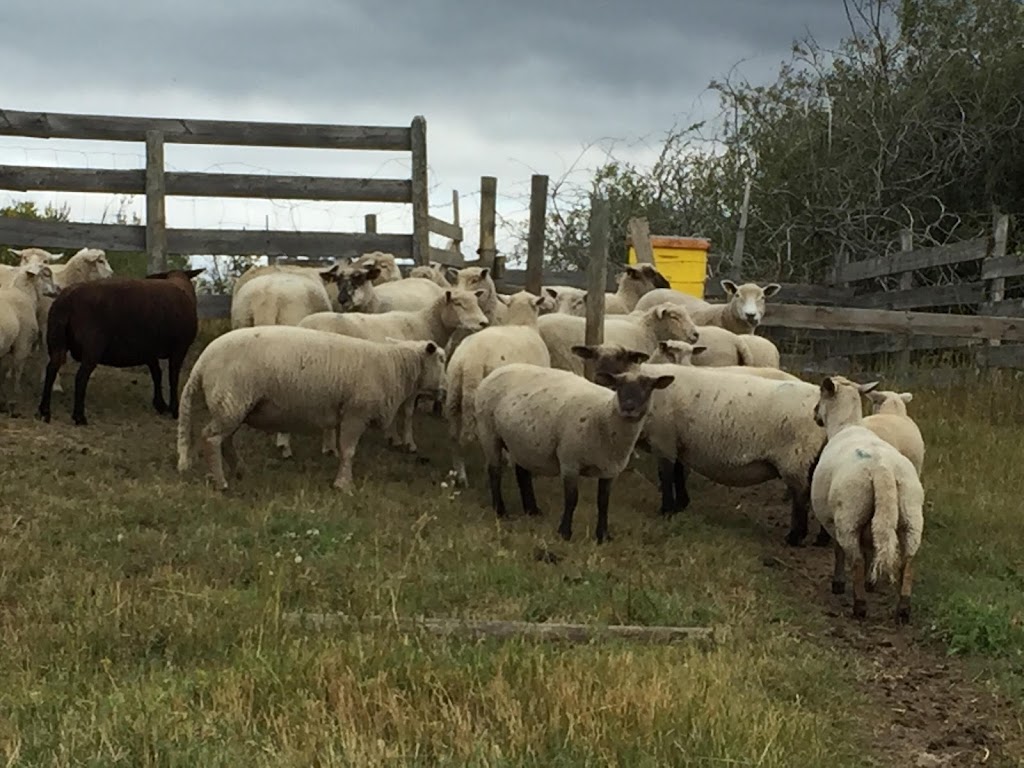 Wildflower Bride Farms | Unnamed Road, Hay Lakes, AB T0B 1W0, Canada | Phone: (780) 878-8393