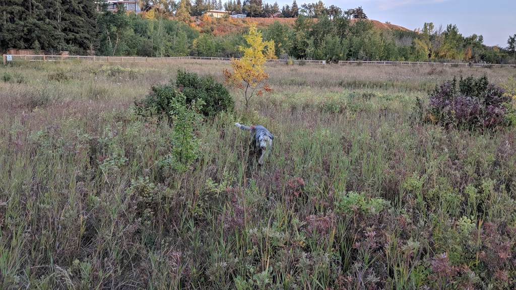 Riverdale Dog Park | 1334 Riverdale Ave SW, Calgary, AB T2S 0Y8, Canada
