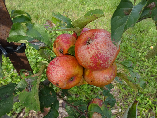 Silver Creek Nursery | 2343 Gerber Rd, Wellesley, ON N0B 2T0, Canada | Phone: (519) 804-6060