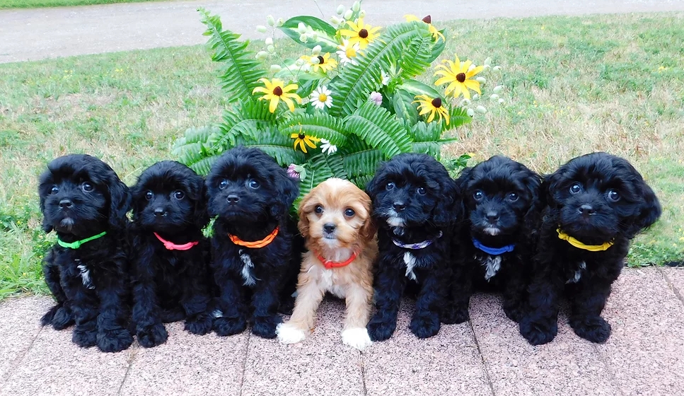 HUB PUPPY | 16356 Hwy 17, Cobden, ON K0J 1K0, Canada | Phone: (581) 681-5858