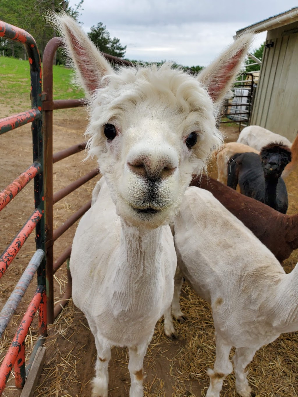 Harmony Meadows Alpaca | 6185 Sixth Line, Belwood, ON N0B 1J0, Canada | Phone: (519) 827-0939