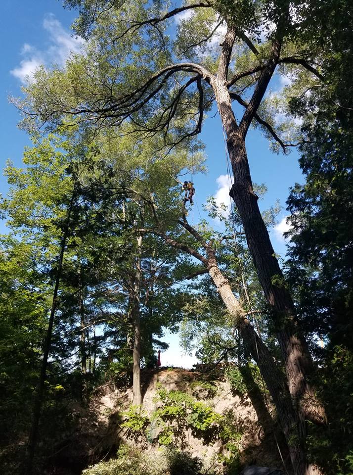 Terrific Tree Solutions | 255 High St, MacTier, ON P0C 1H0, Canada | Phone: (705) 346-4898