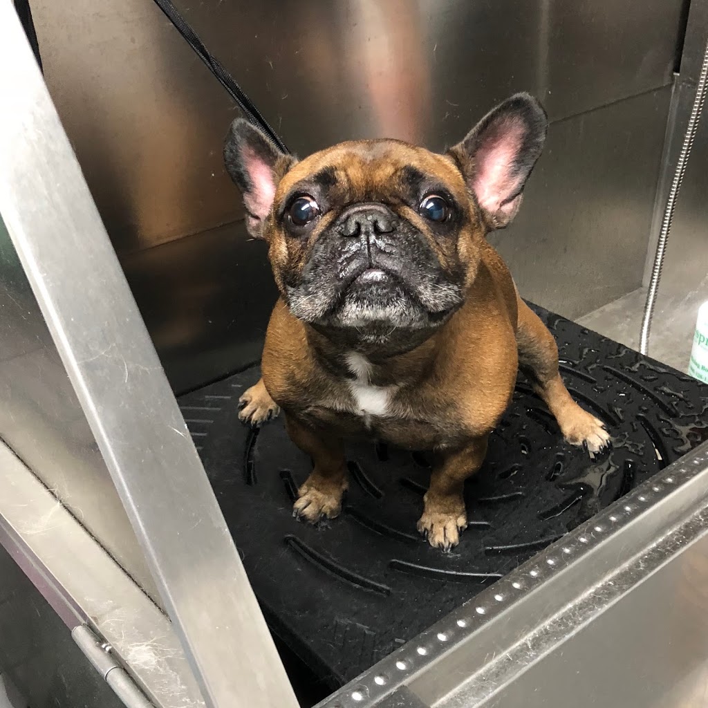 Juicepet | 330 McClellan Way, Aurora, ON L4G 2X8, Canada | Phone: (647) 609-7028