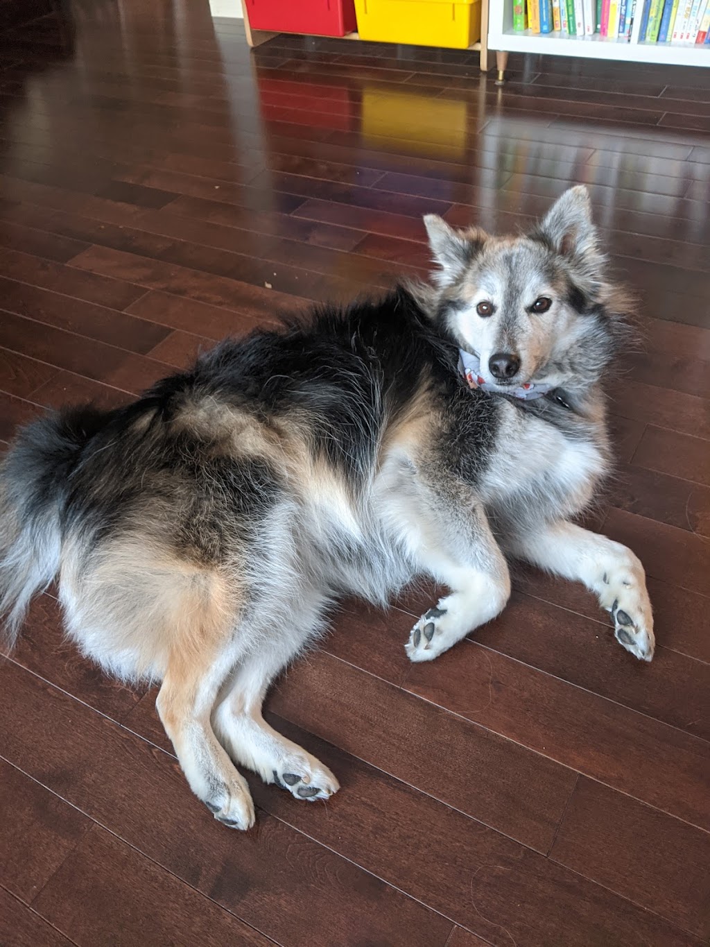 Fosters Mobile Grooming | Baysprings Link SW, Airdrie, AB T4B 0R7, Canada | Phone: (587) 664-9126