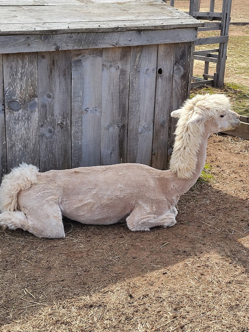 Brudenell Miniatures Barnyard Zoo | 74 Brudenell Point Rd, Montague, PE C0A 1R0, Canada | Phone: (902) 969-0011