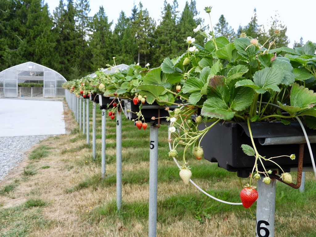 Coast Berry Co Ltd | 10084 Nassichuk Rd, Powell River, BC V8A 0P2, Canada | Phone: (604) 487-9788