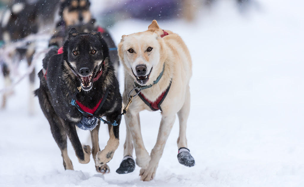 Kingmik Dog Sled Tours | 16430 Hwy 1A, Lake Louise, AB T0L 1E0, Canada | Phone: (855) 482-4592