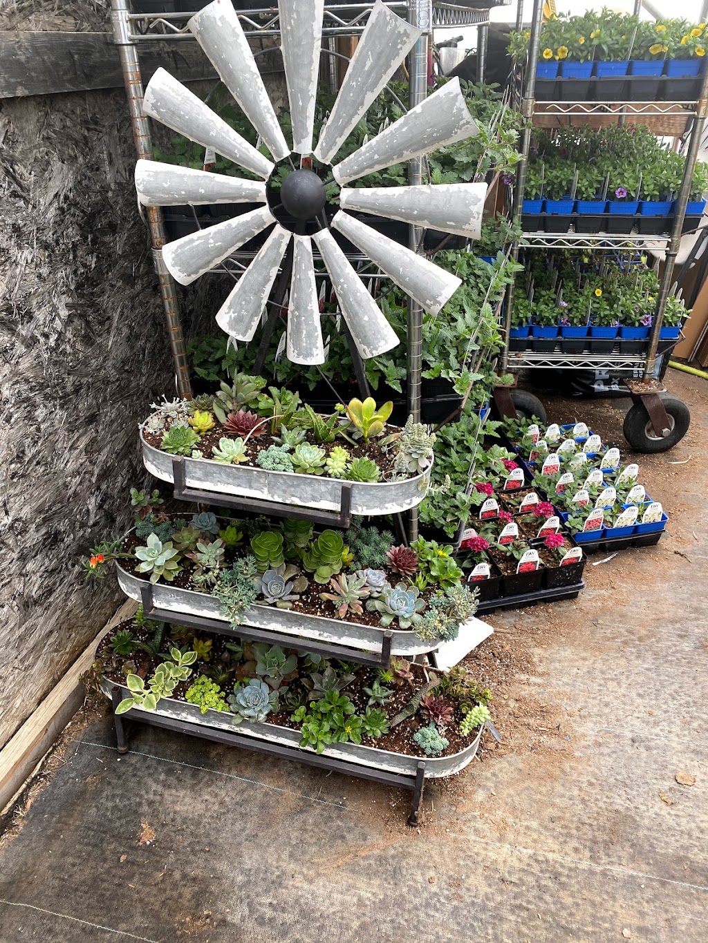 Big Muddy Greenhouse | Castle butte, Bengough, SK S0C 0K0, Canada | Phone: (306) 268-2627