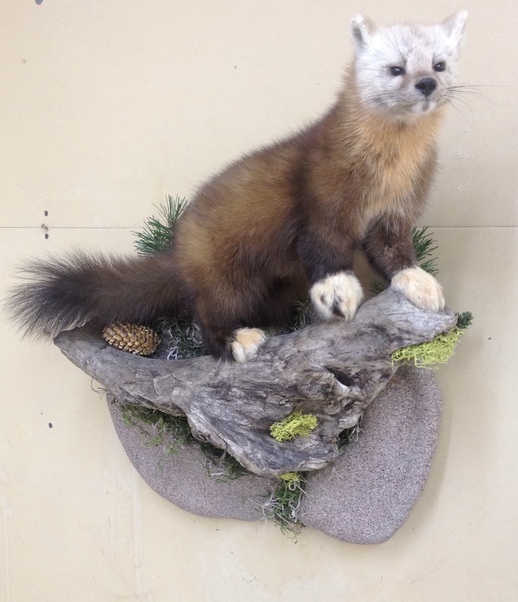 Extreme Taxidermy | 10379 109 Ave, Westlock, AB T7P 1G8, Canada | Phone: (780) 349-5412