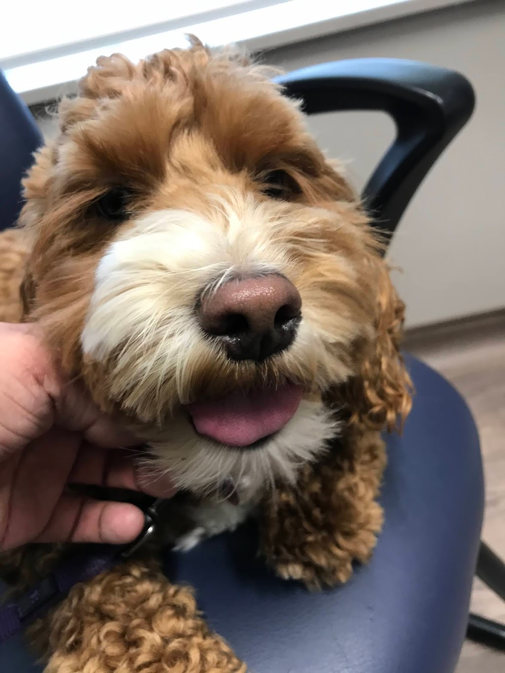 Silver Heights Veterinary Hospital | 2080 Ness Ave c103, Winnipeg, MB R3J 0Z3, Canada | Phone: (204) 504-5600