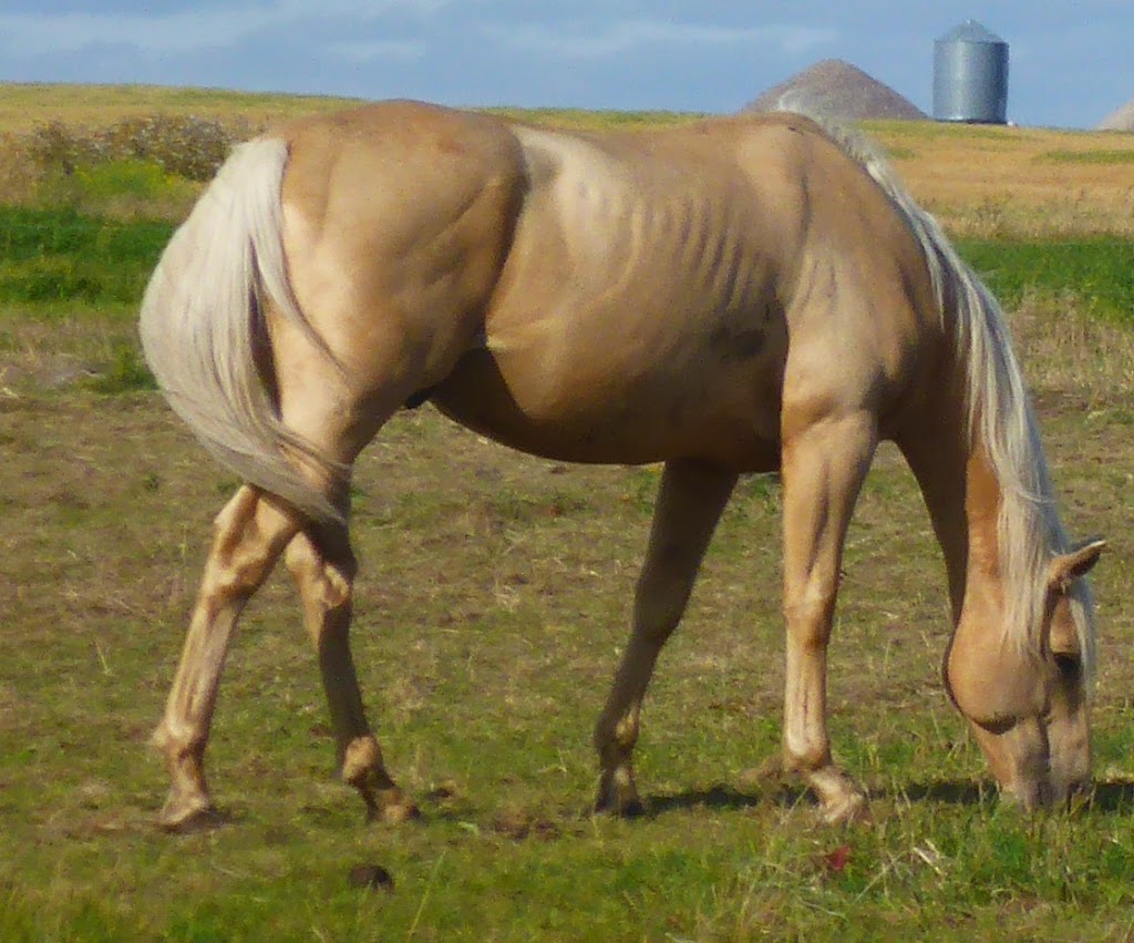 Flying k livestock | Box 129, Loreburn, SK S0H 2S0, Canada | Phone: (306) 229-1846