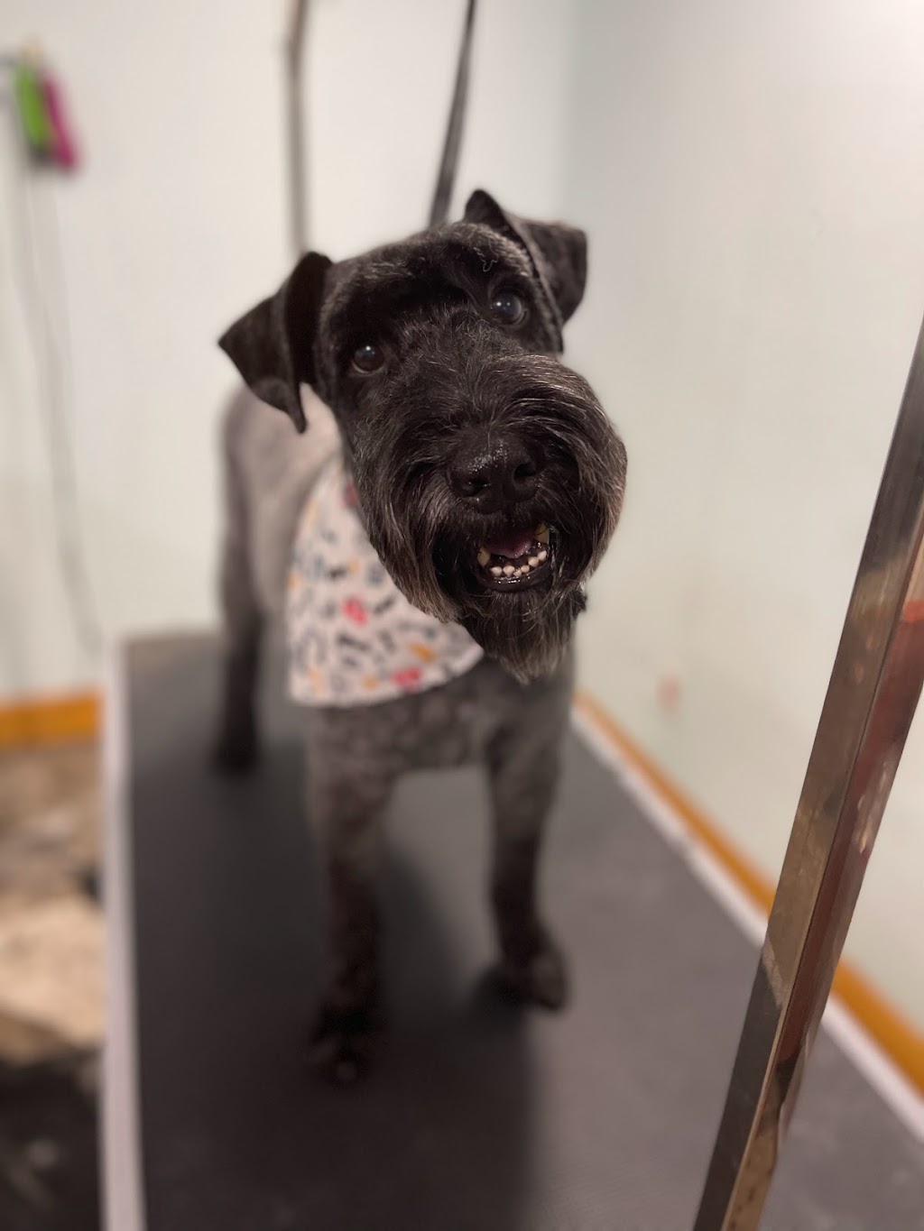 Bath & Doggy Works Grooming | 2558 25th Side Rd, Innisfil, ON L9S 3V2, Canada | Phone: (705) 321-3272