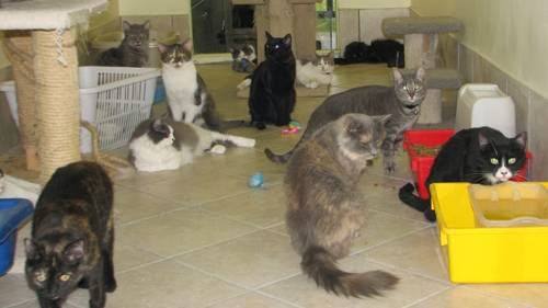S.O.S. Minou et Pitou | 69 Chemin Saint-François-Xavier, Candiac, QC J5R 4V4, Canada | Phone: (450) 632-0011