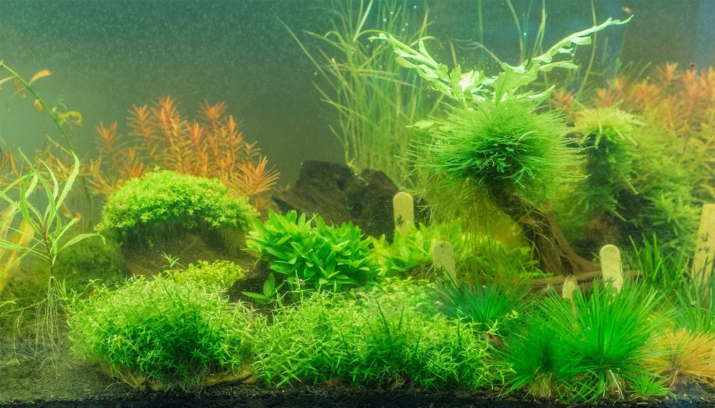 ABC Plants (Aquatic Botany Canada) | Must call in advance for any pickups, 2000 Rue Notre-Dame Est #517, Montréal, QC H2K 2N3, Canada | Phone: (866) 931-8454