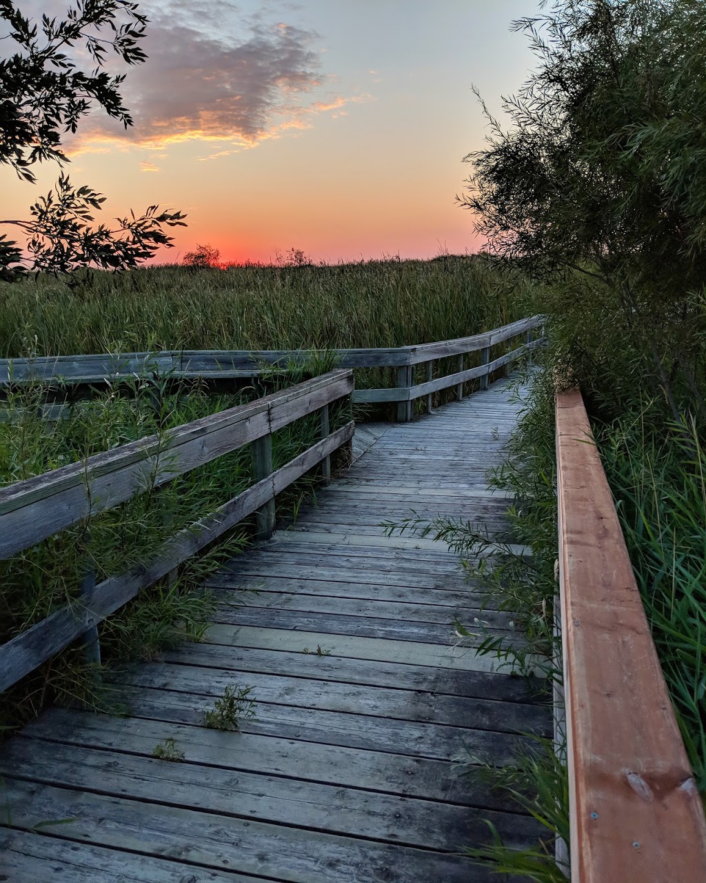 Delta Marsh Bird Observatory | Rockwood, MB R0C 3A0, Canada