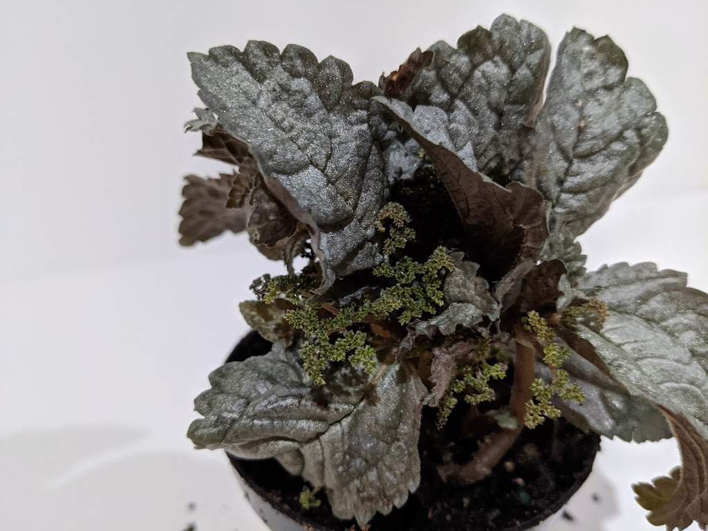 Tropical North Plants | 180 Cundles Rd W, Barrie, ON L4N 5N2, Canada | Phone: (705) 710-4212