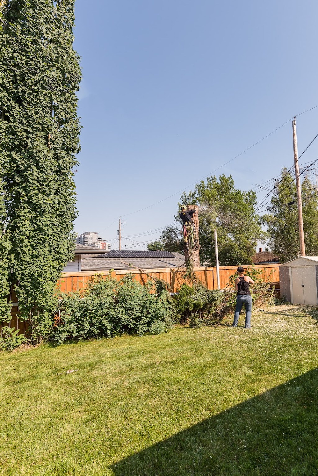 Silver Fern tree services | 134 Heritage Dr, Cochrane, AB T4C 0Y3, Canada | Phone: (587) 830-2008