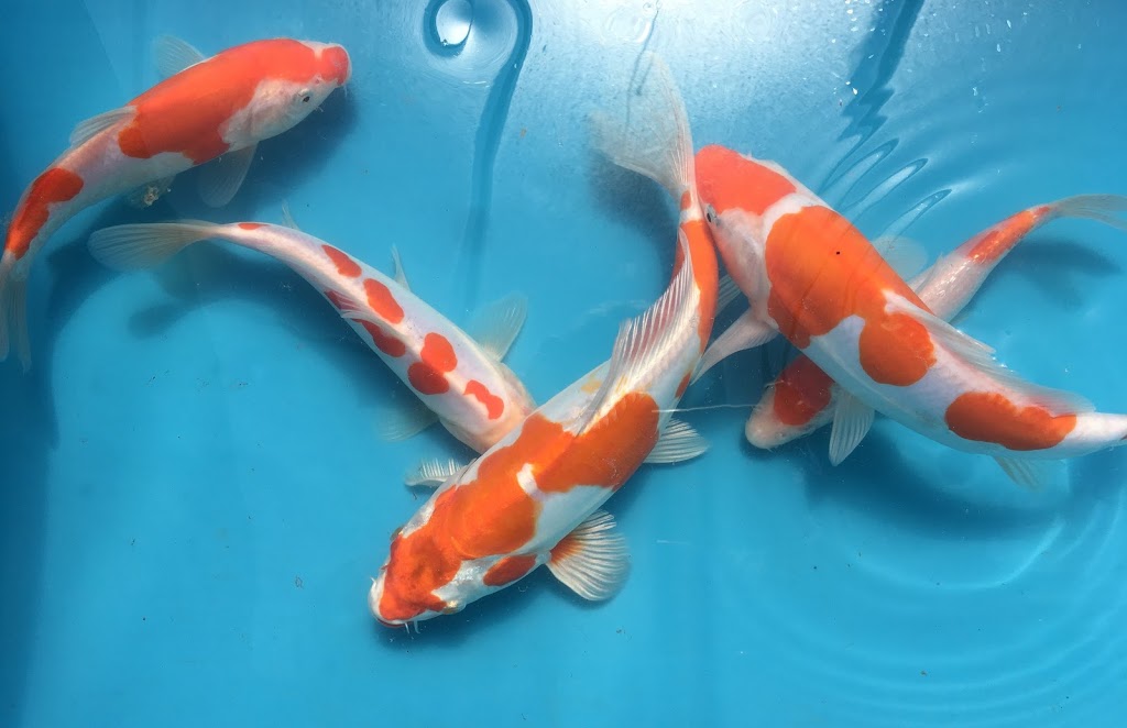 Koi Valley Canada | 609 Lifford Rd, Bethany, ON L0A 1A0, Canada | Phone: (705) 875-5009