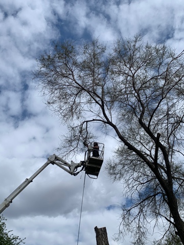 Tree Removal Sherwood Park | 2A Clarkdale Blvd, Sherwood Park, AB T8H 1M4, Canada | Phone: (587) 400-2342