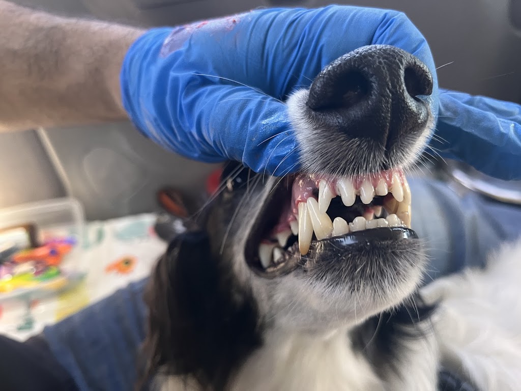 Doggie Care Services | 7059 Victoria Dr, Vancouver, BC V5P 3Y9, Canada | Phone: (236) 889-1026