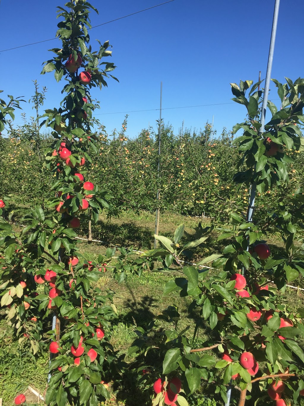 Petch Agricultural Enterprises Inc | 431 Rte 202 Ouest (West), Hemmingford, QC J0L 1H0, Canada | Phone: (450) 247-3414