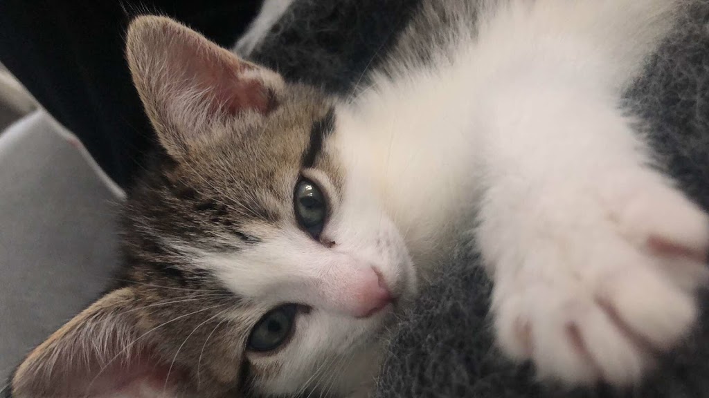 Yonge 16th Animal Hospital | 9218 Yonge St, Richmond Hill, ON L4C 7A2, Canada | Phone: (905) 597-1012